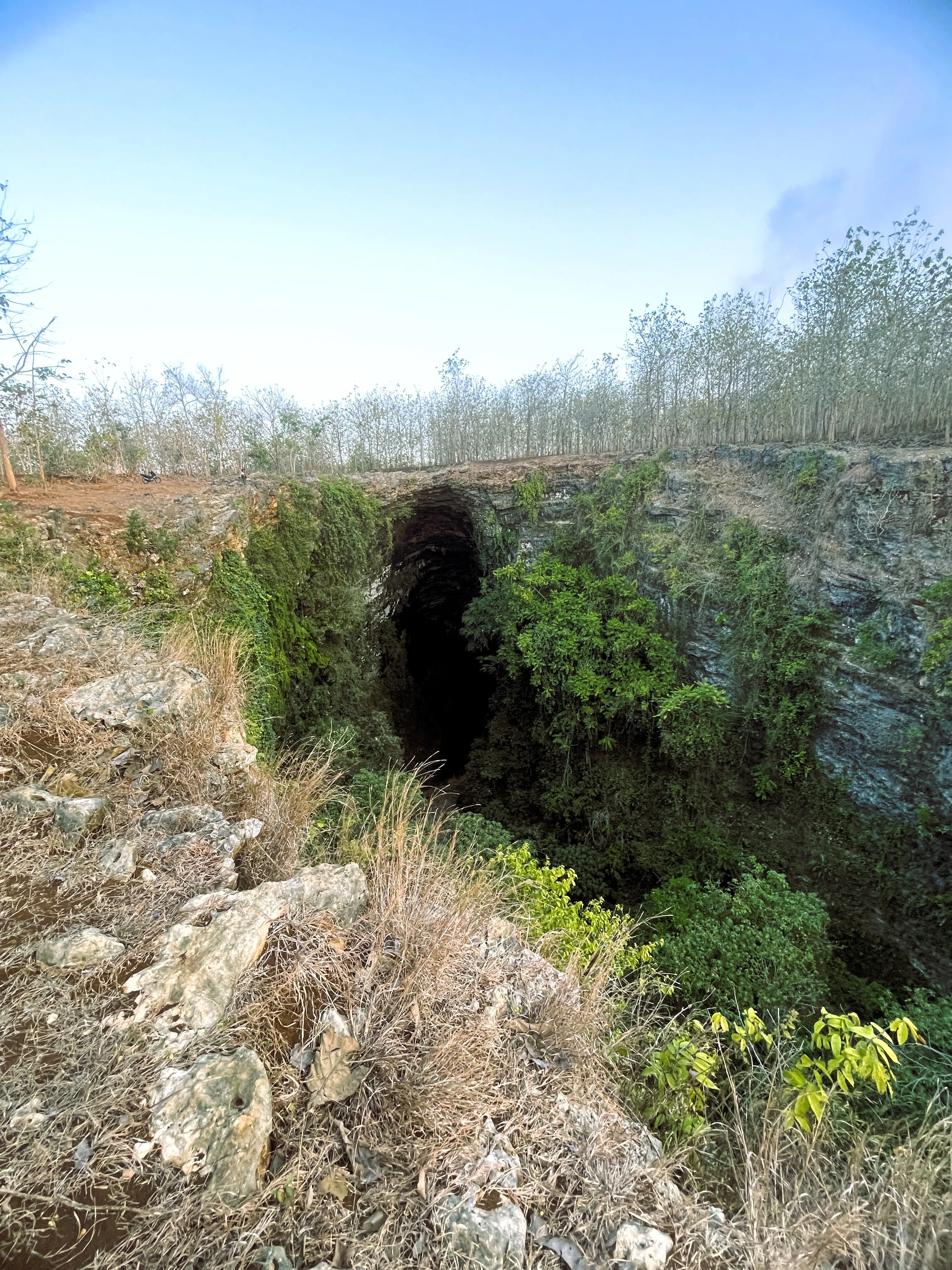 Bat research in field